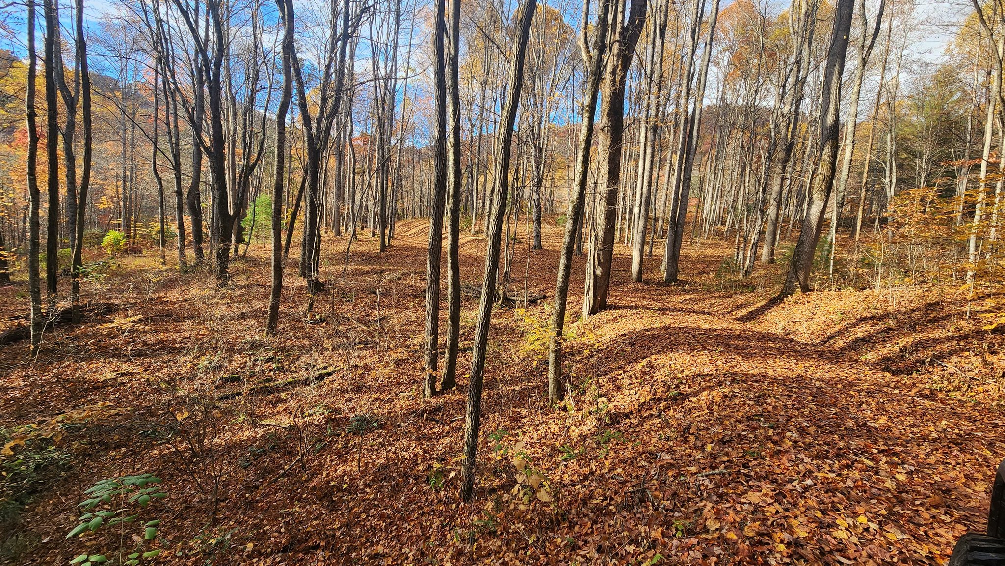 Interior woods