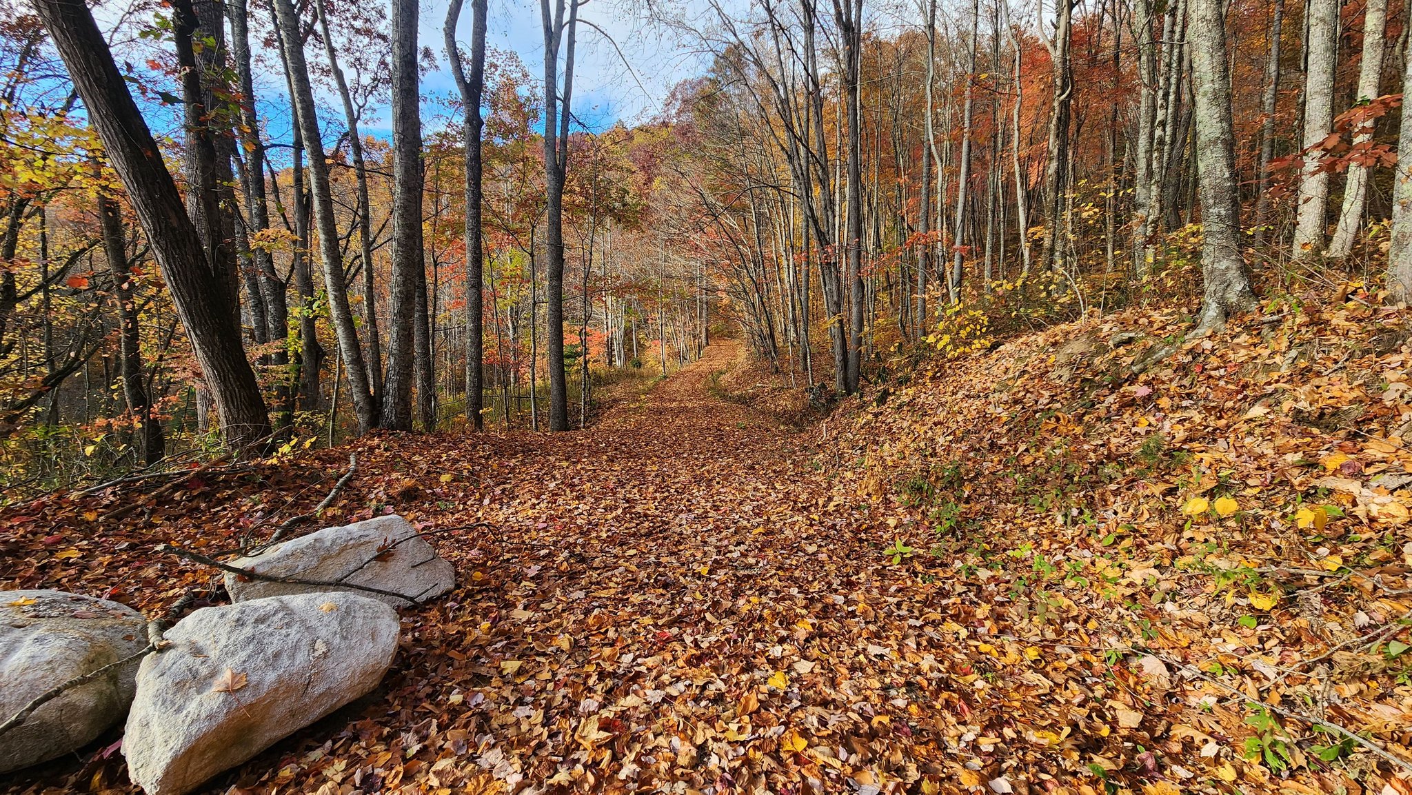 Forest trail