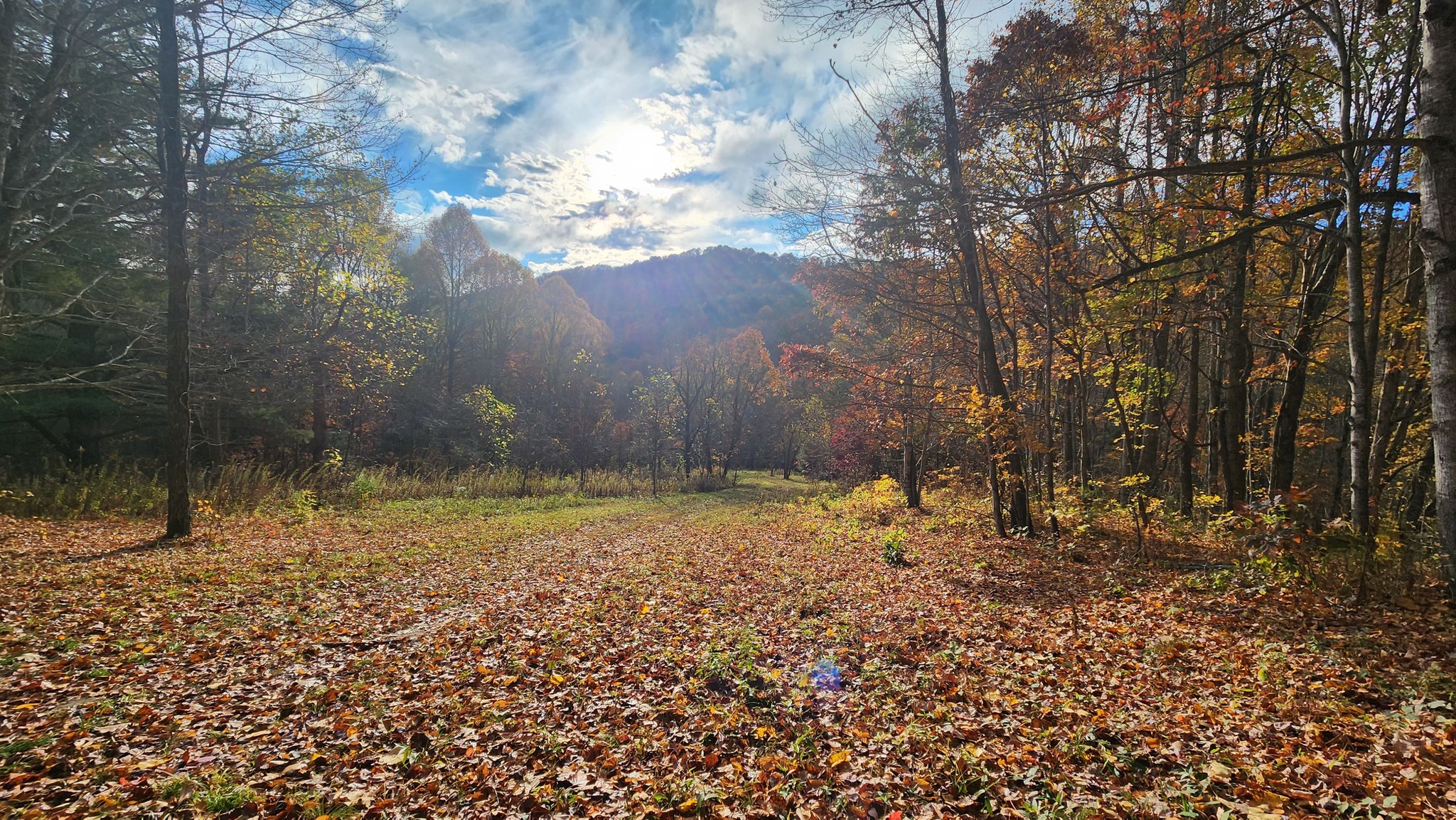 Fall meadow
